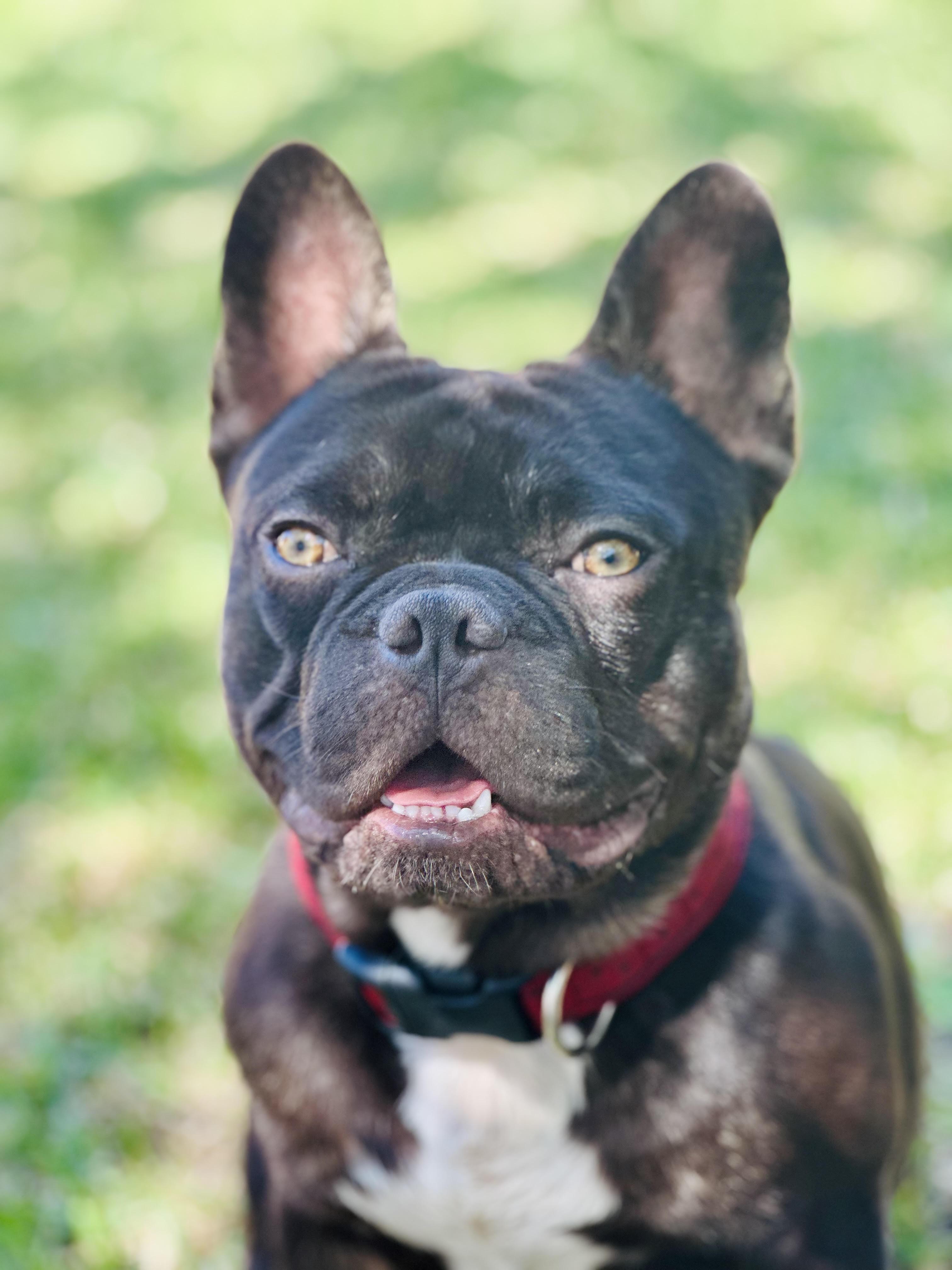 Rolo, adopted, Young Male French Bulldog.