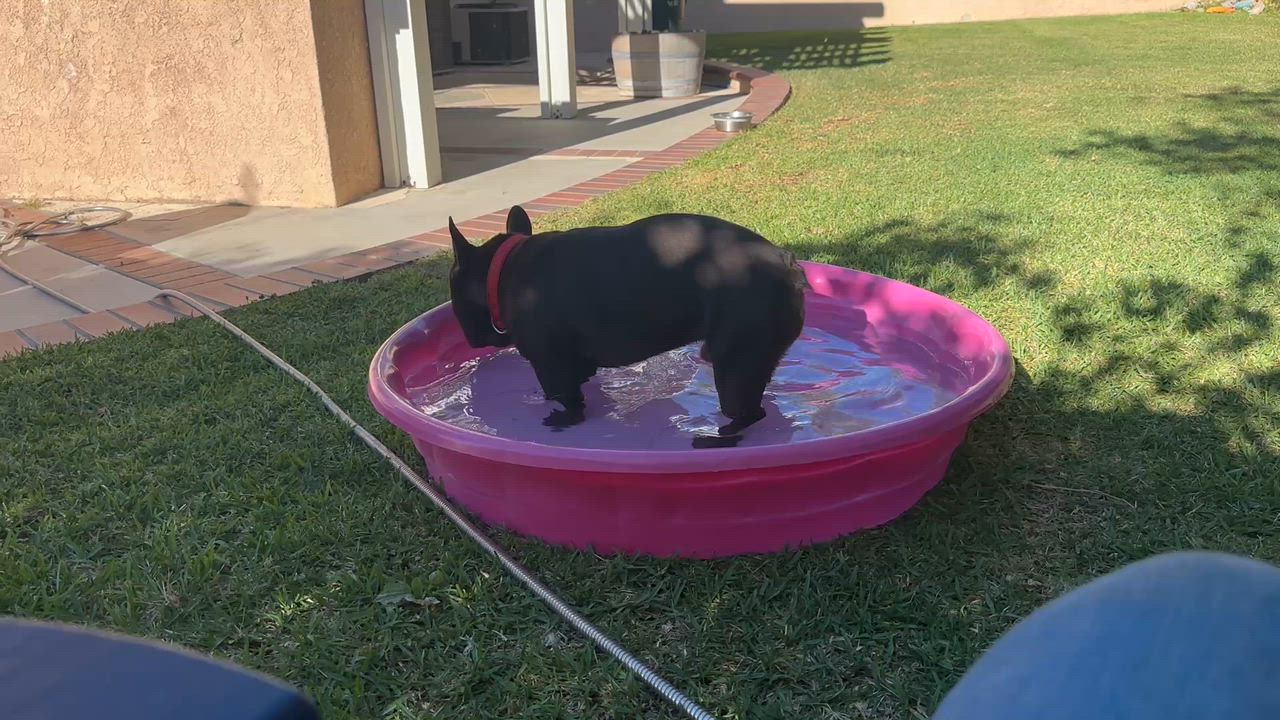 Enlarge Rolo, an adopted French Bulldog in Huntington Beach, CA video 3/3