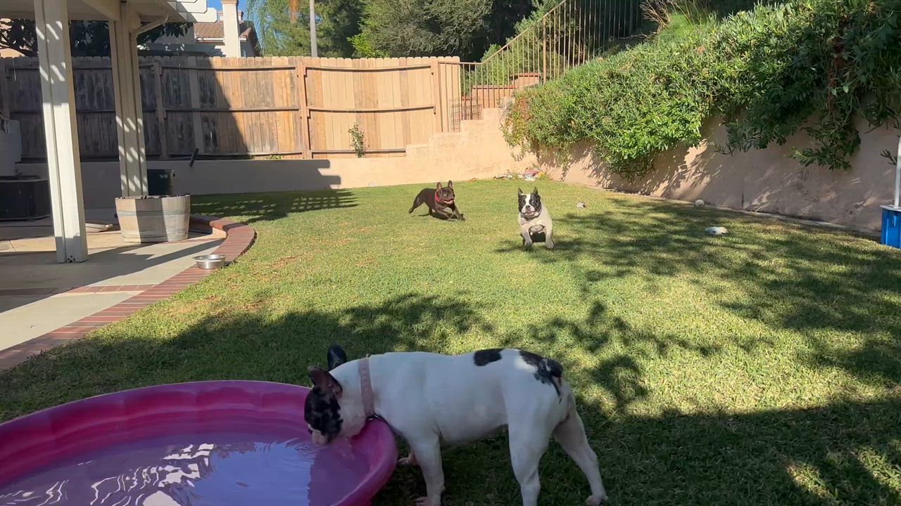 Enlarge Rolo, an adopted French Bulldog in Huntington Beach, CA video 2/3