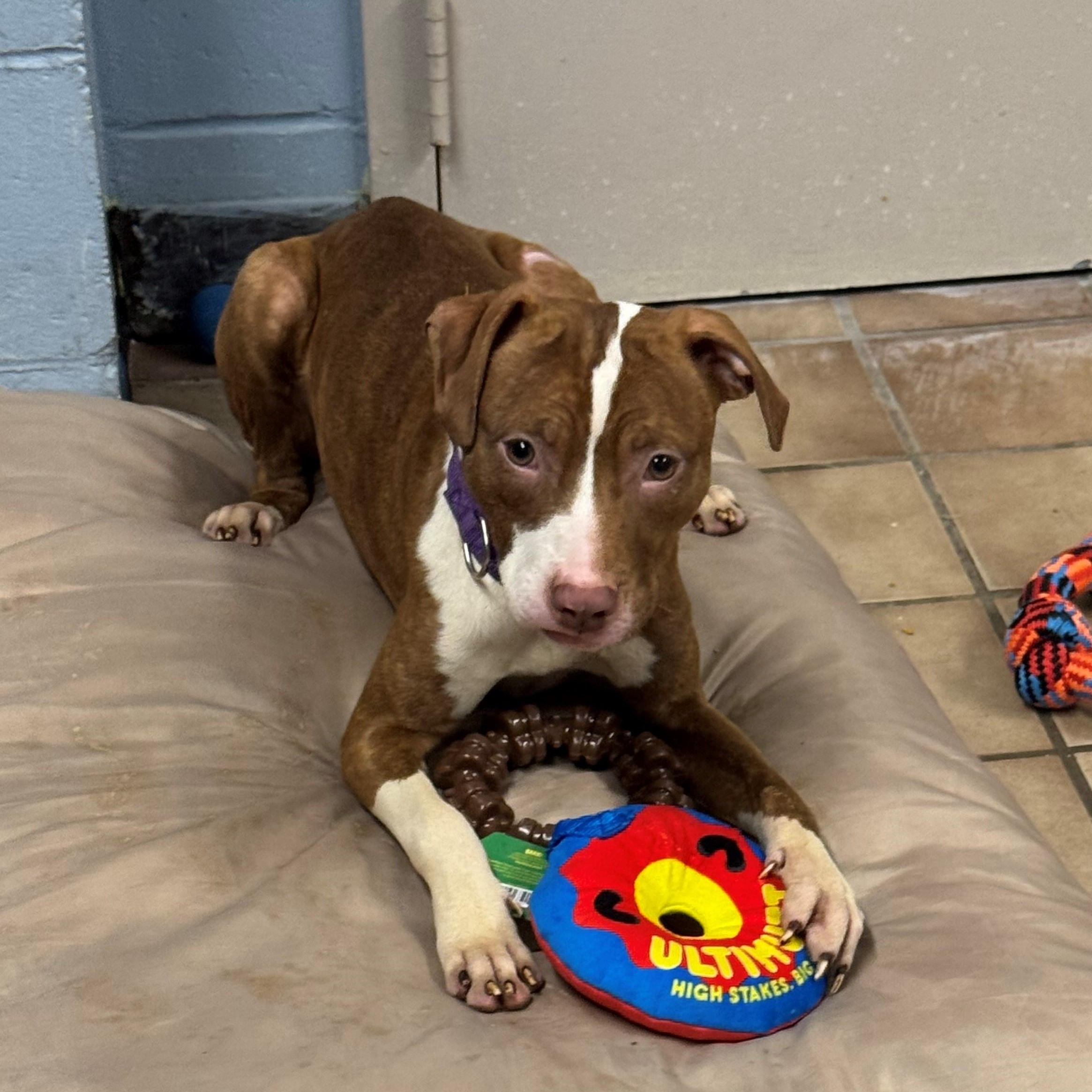 Enlarge Ashlyn, a Adoptable Pit Bull Terrier in Edison, NJ image 1/1