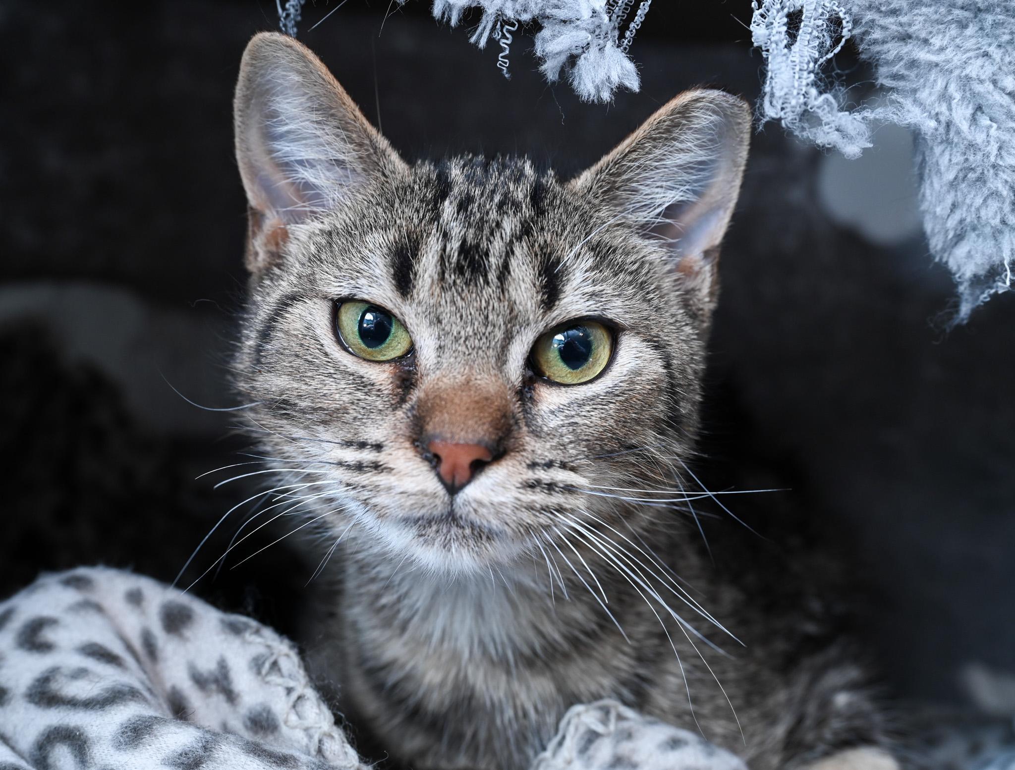 Enlarge Bindi, a Adoptable Domestic Short Hair in Chattanooga, TN image 2/4