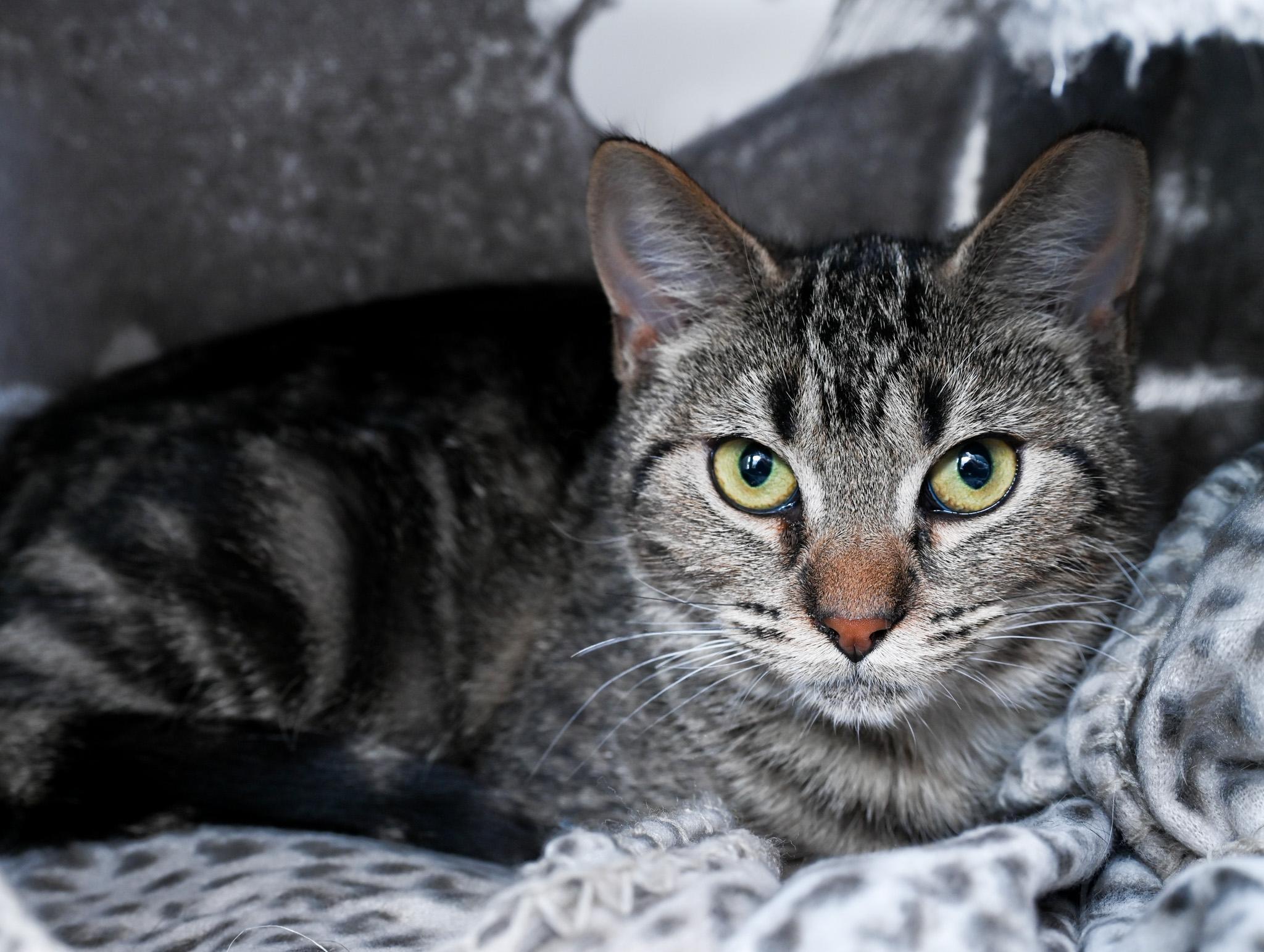 Enlarge Bindi, a Adoptable Domestic Short Hair in Chattanooga, TN image 4/4