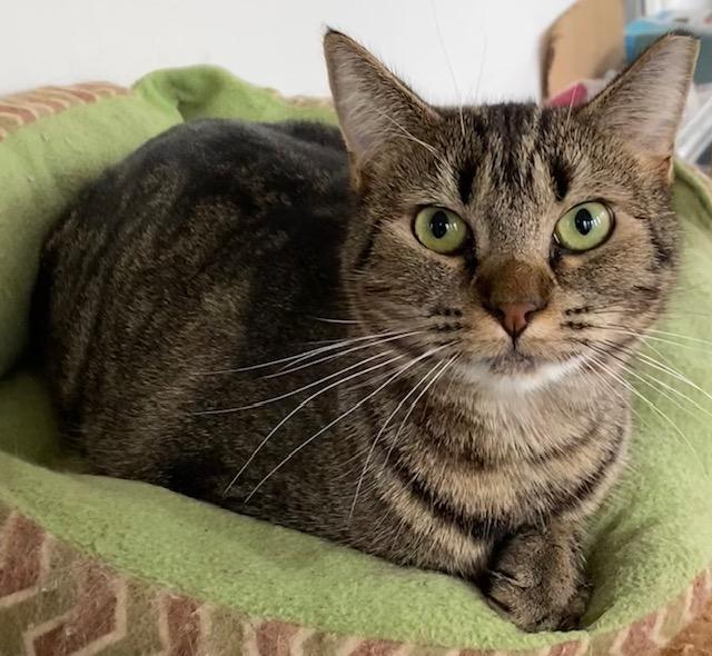 Bindi, Adoptable, Young Female Domestic Short Hair.