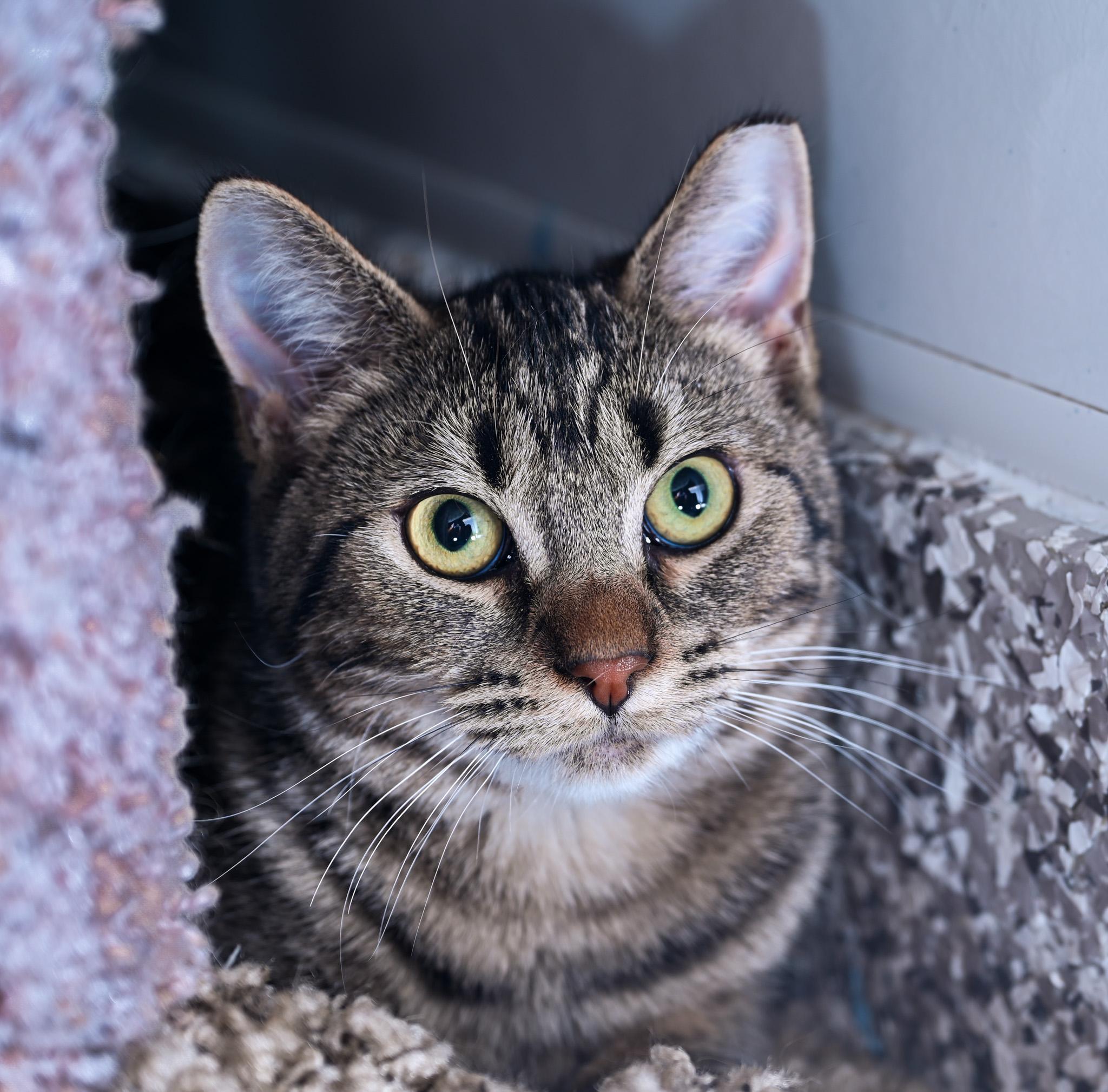 Enlarge Bindi, a Adoptable Domestic Short Hair in Chattanooga, TN image 3/4