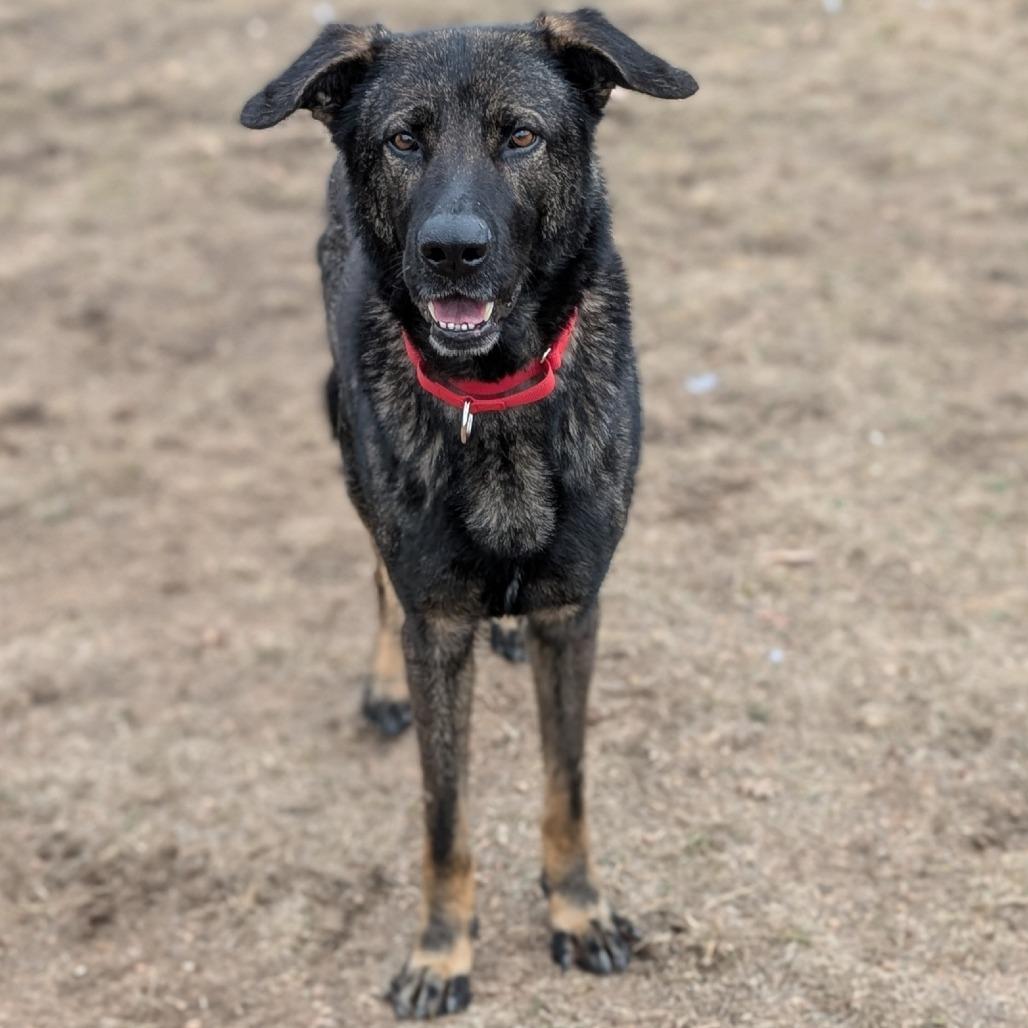 Hawk, Adoptable, Adult Male Belgian Shepherd / Malinois & Mixed Breed.