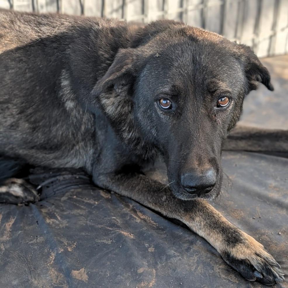 Enlarge Hawk, a Adoptable mixed breed in Buchanan Dam, TX image 2/2