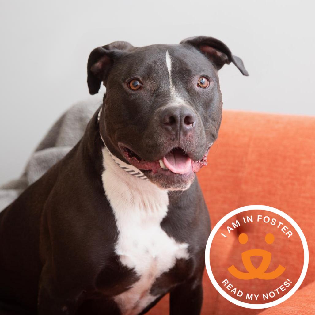 Enlarge Dogbert, a Adoptable mixed breed in Los Angeles, CA image 1/1