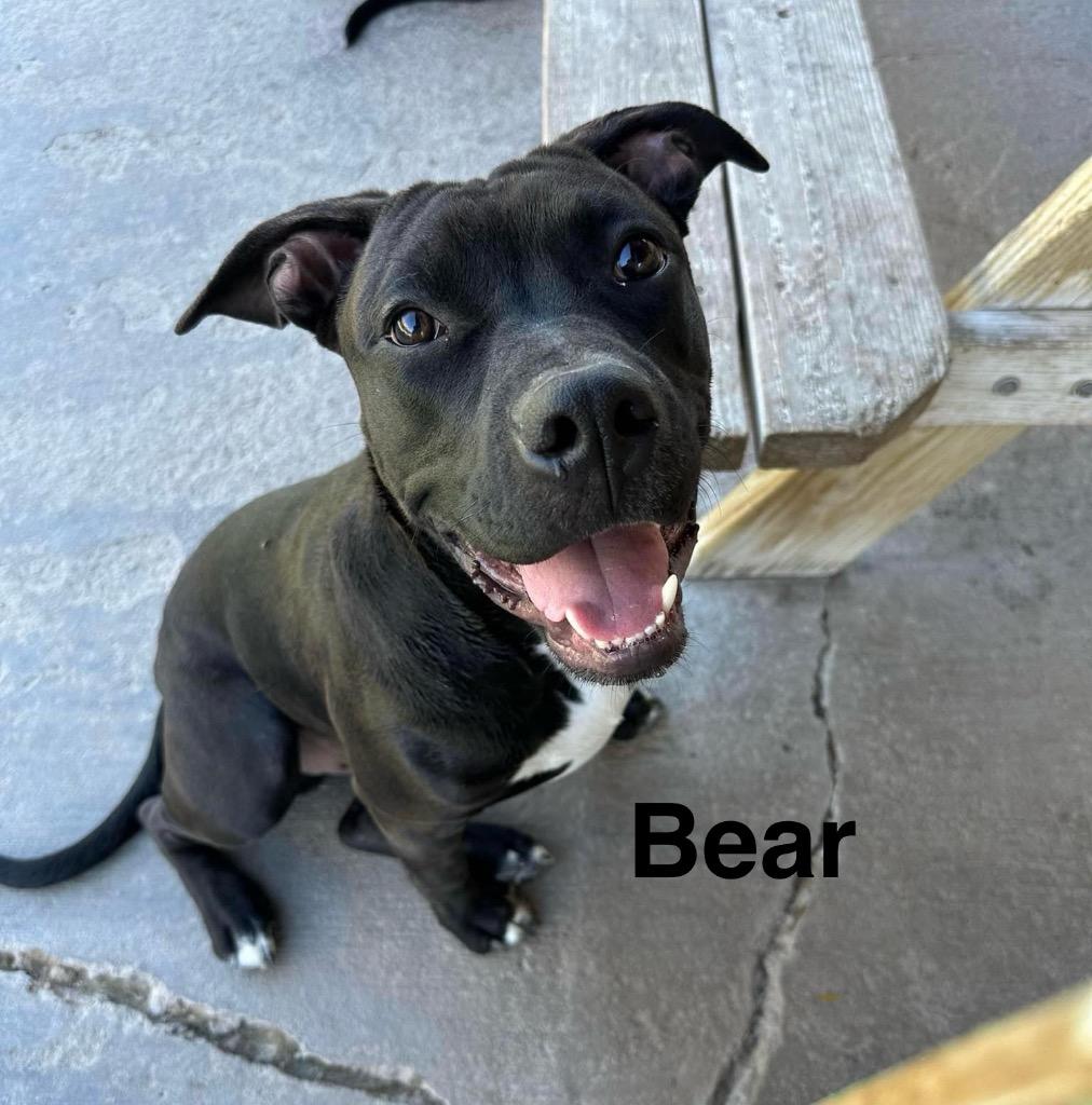 Enlarge Bear, a Adopted mixed breed in Bristol, WI image 1/1