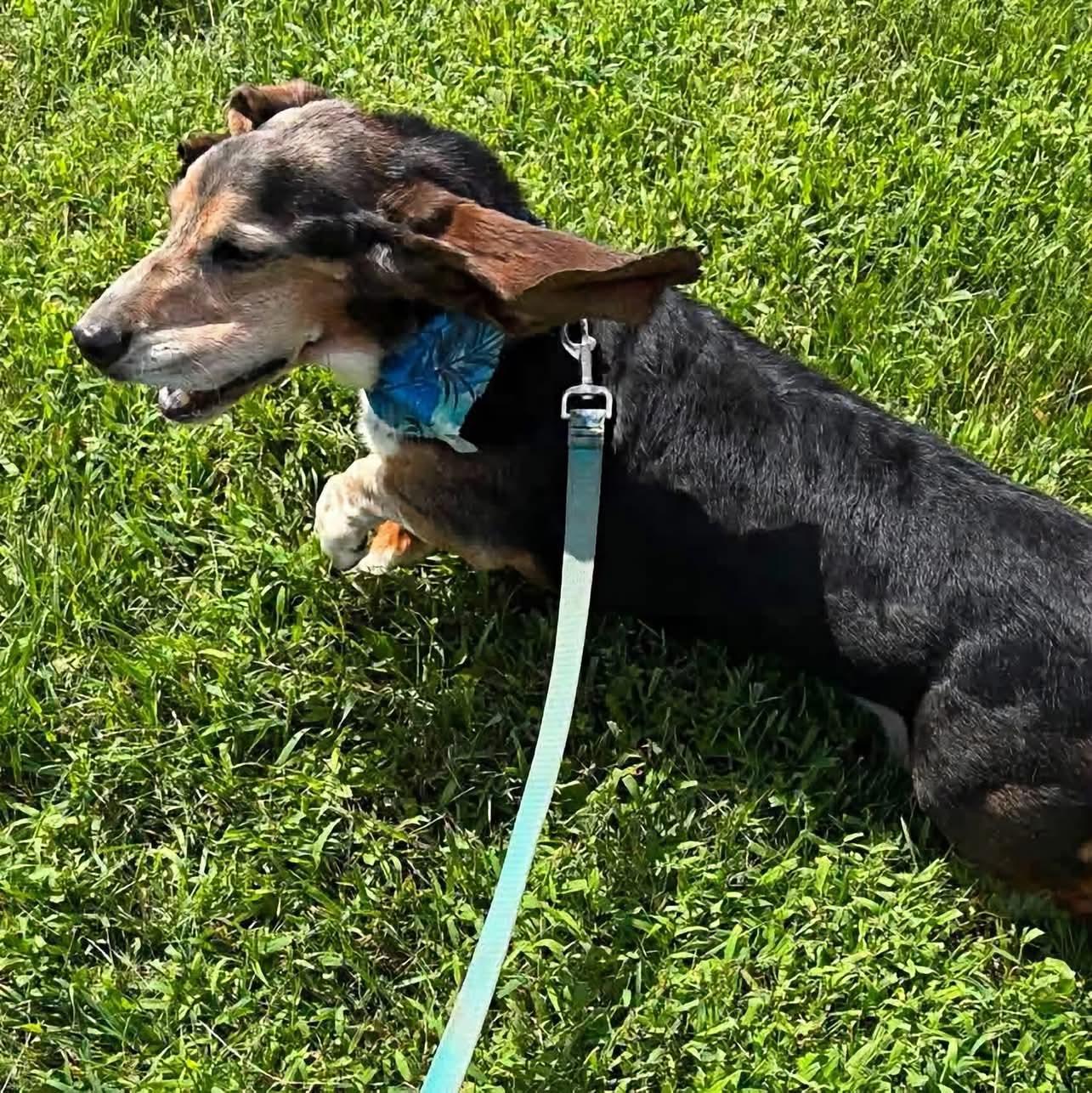 Enlarge Tye, a Adoptable Basset Hound in Grand Island, NE image 4/4