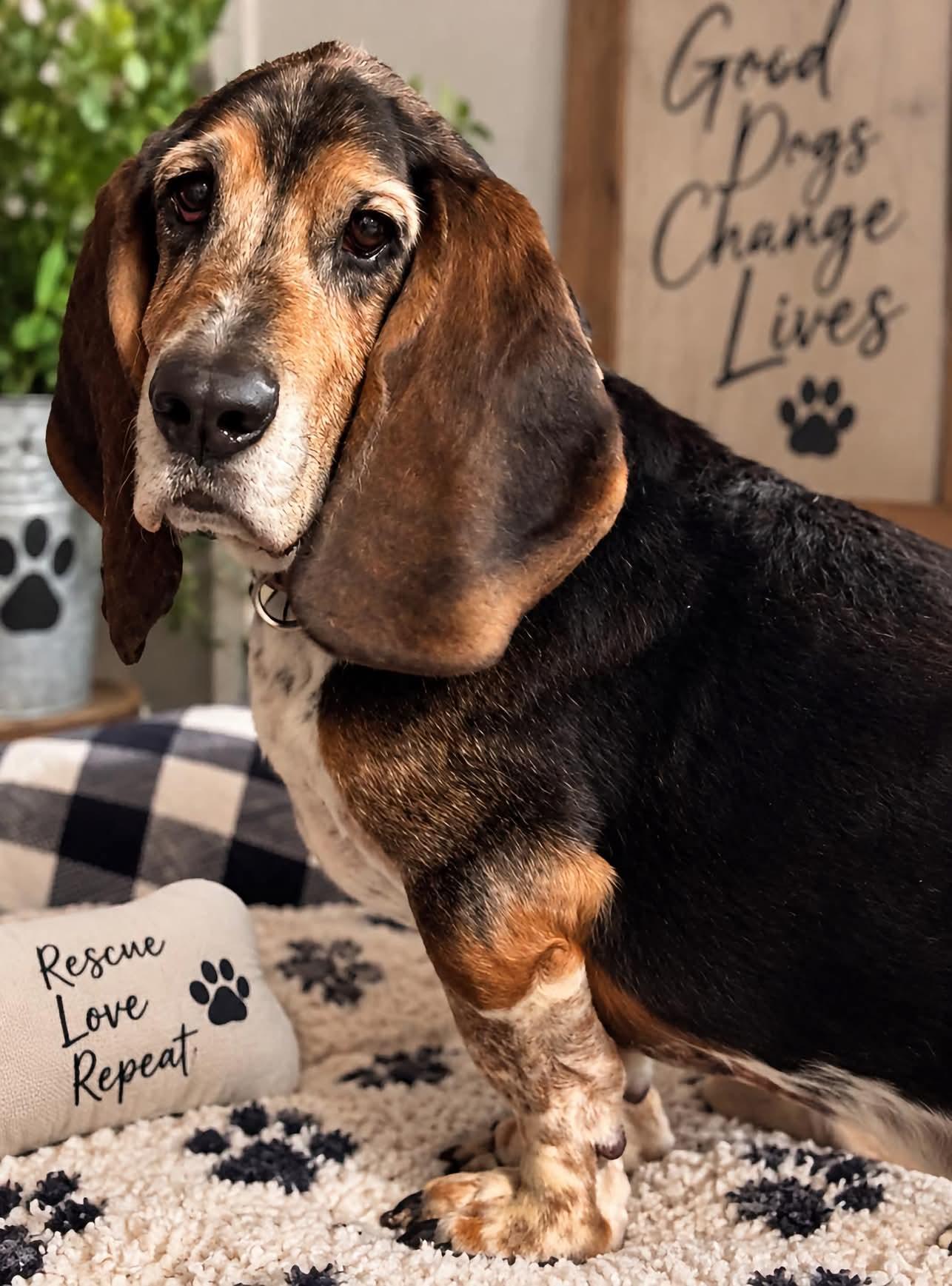 Enlarge Tye, a Adoptable Basset Hound in Grand Island, NE image 1/4