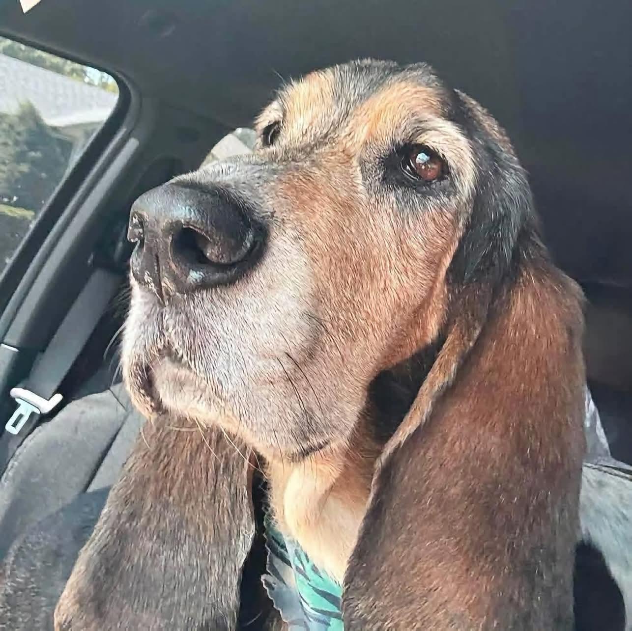 Enlarge Tye, a Adoptable Basset Hound in Grand Island, NE image 3/4