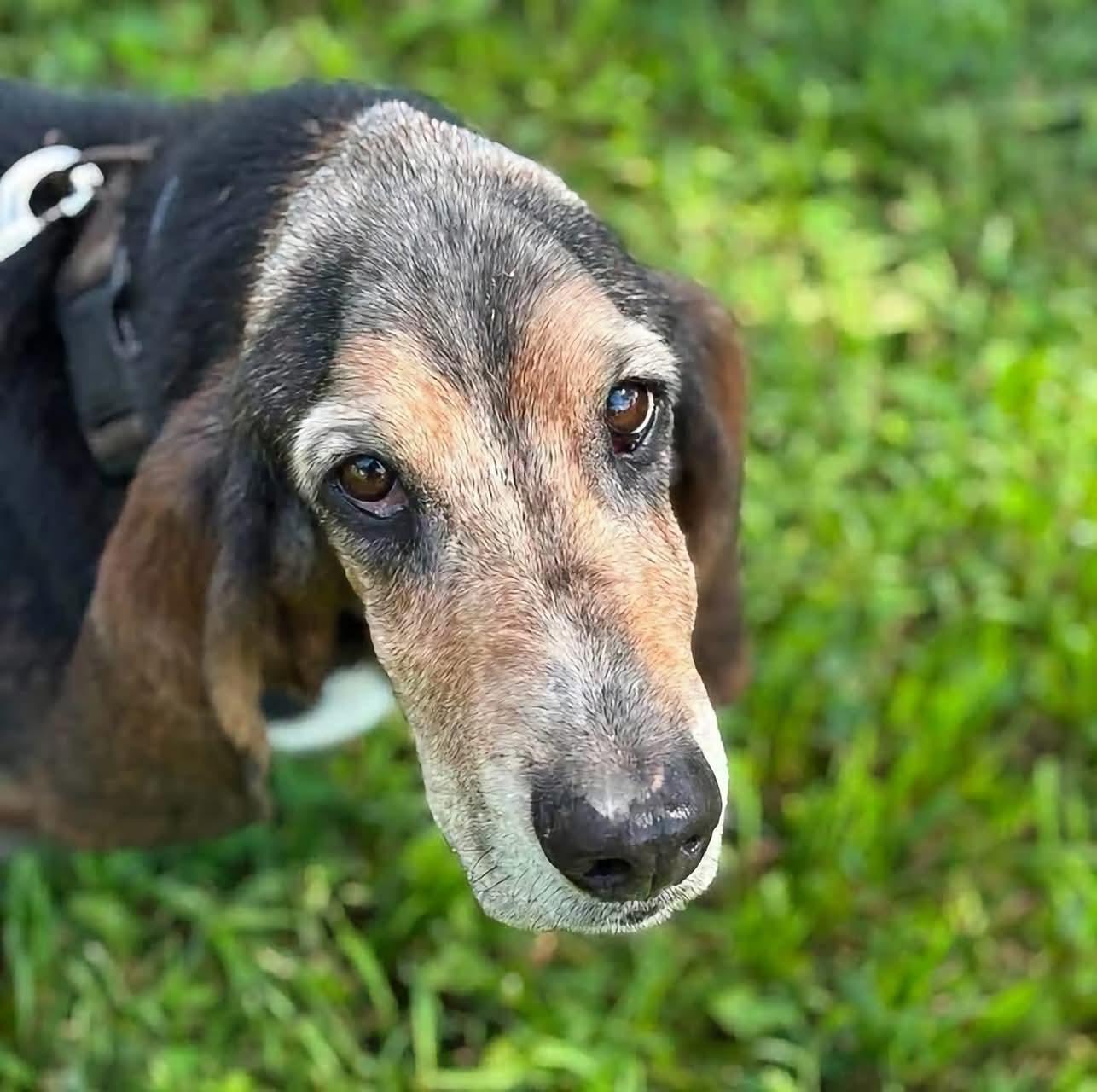 Enlarge Tye, a Adoptable Basset Hound in Grand Island, NE image 2/4