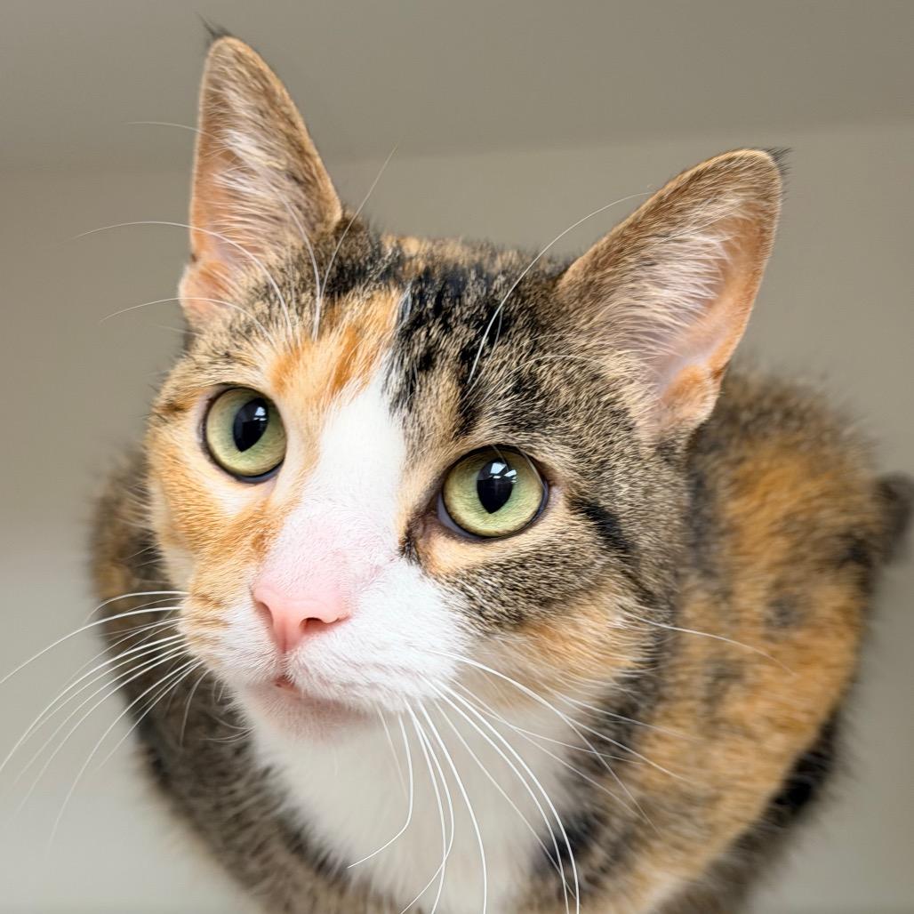 Enlarge Chloe, a Adoptable Domestic Short Hair in Champaign, IL image 1/5
