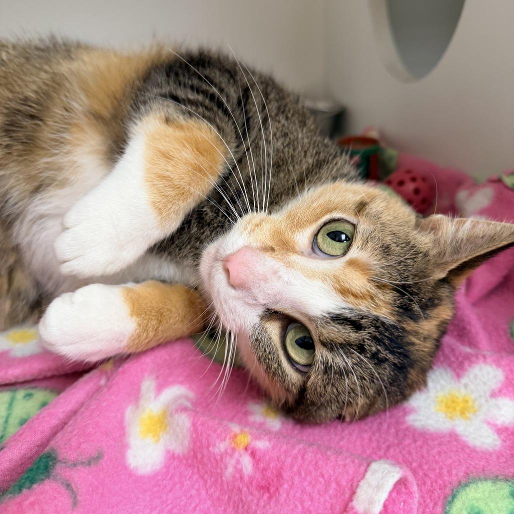 Enlarge Chloe, a Adoptable Domestic Short Hair in Champaign, IL image 2/5