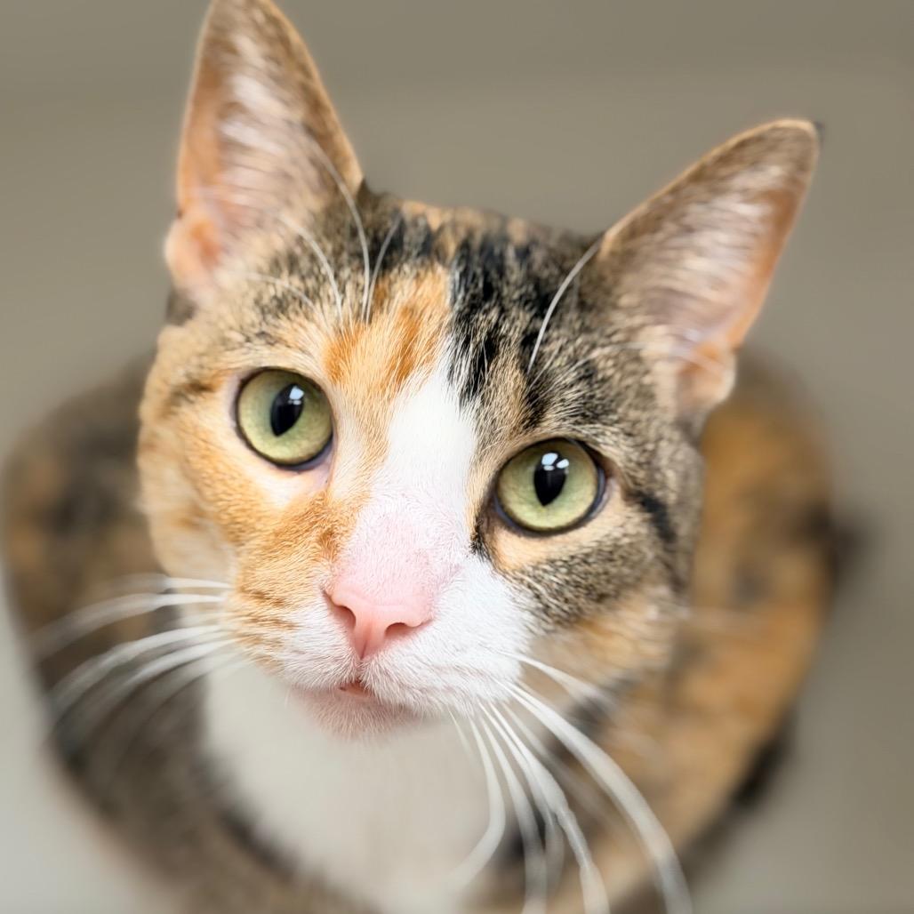 Enlarge Chloe, a Adoptable Domestic Short Hair in Champaign, IL image 4/5