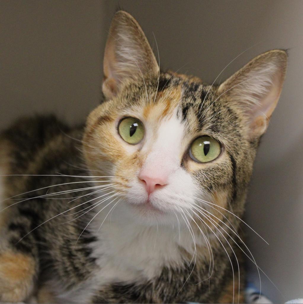 Enlarge Chloe, a Adoptable Domestic Short Hair in Champaign, IL image 5/5