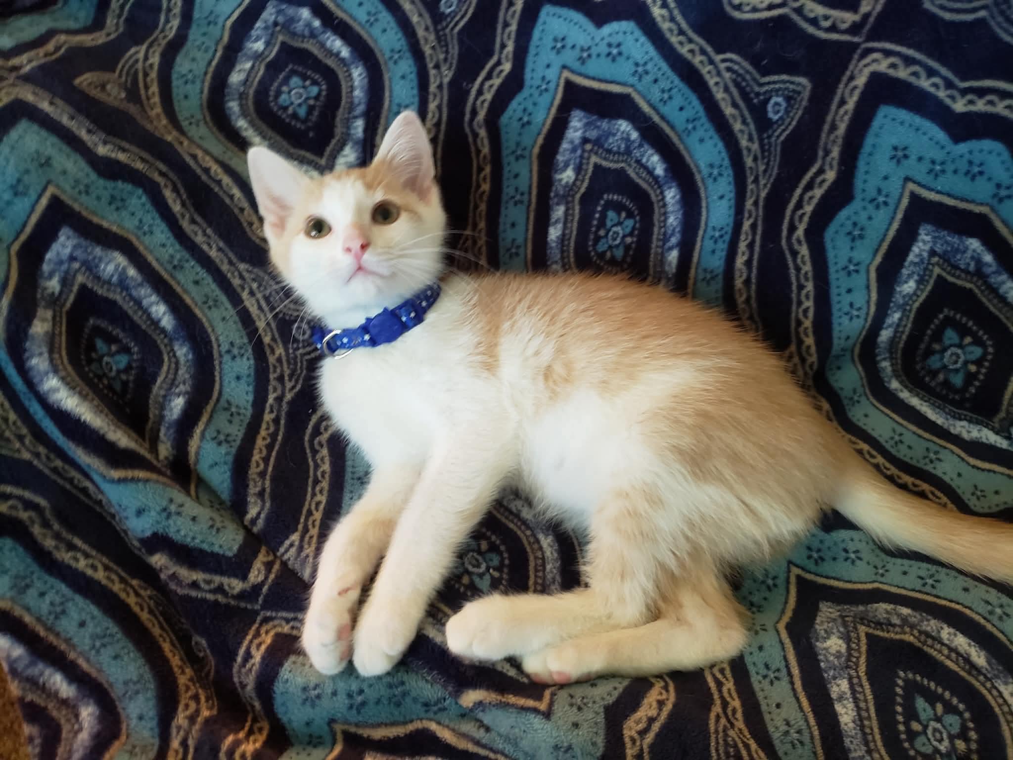 Enlarge Lewis, a ADOPTABLE Domestic Short Hair in China Township, MI image 5/5
