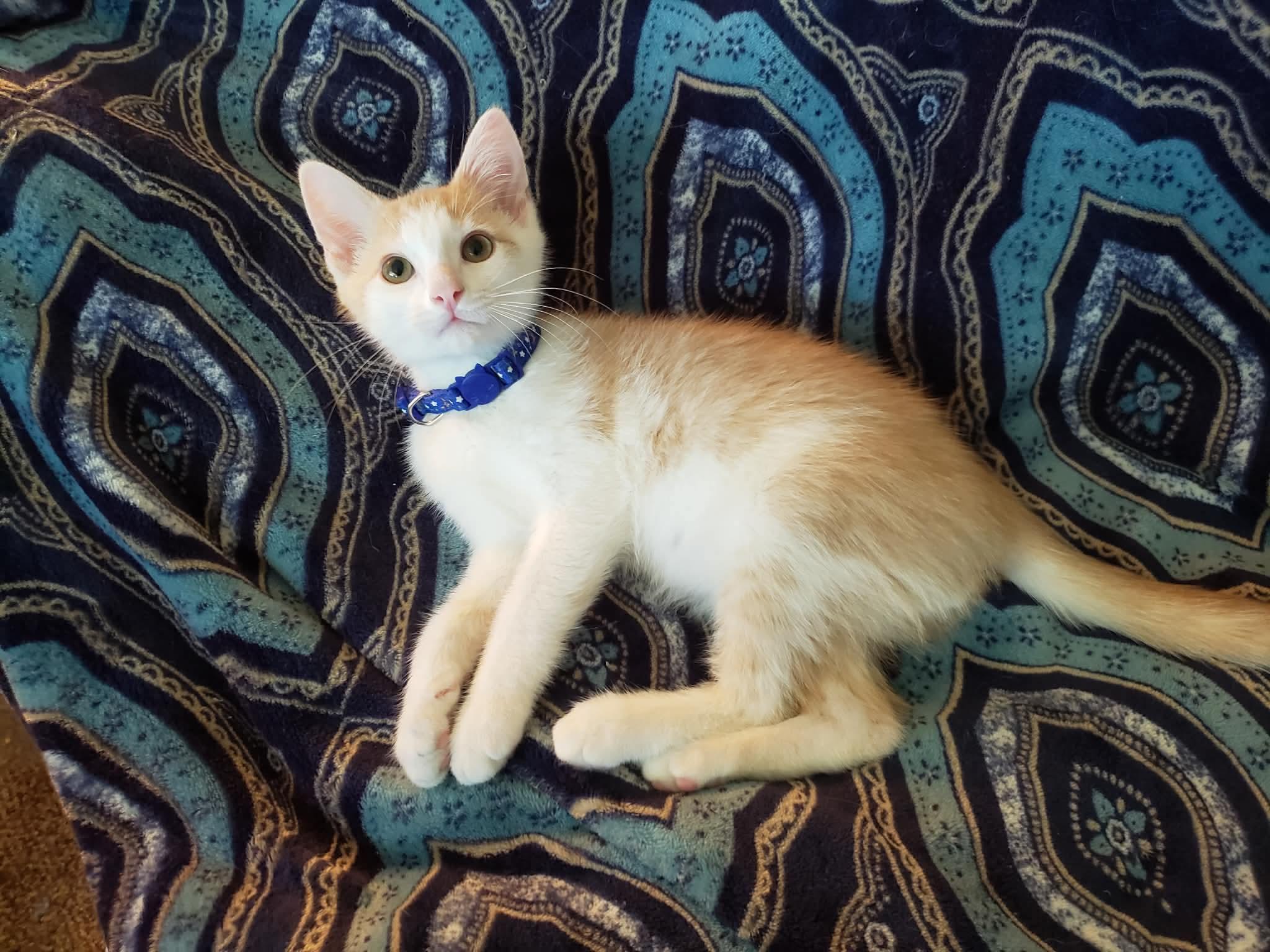 Lewis, ADOPTABLE, Kitten Male Domestic Short Hair.