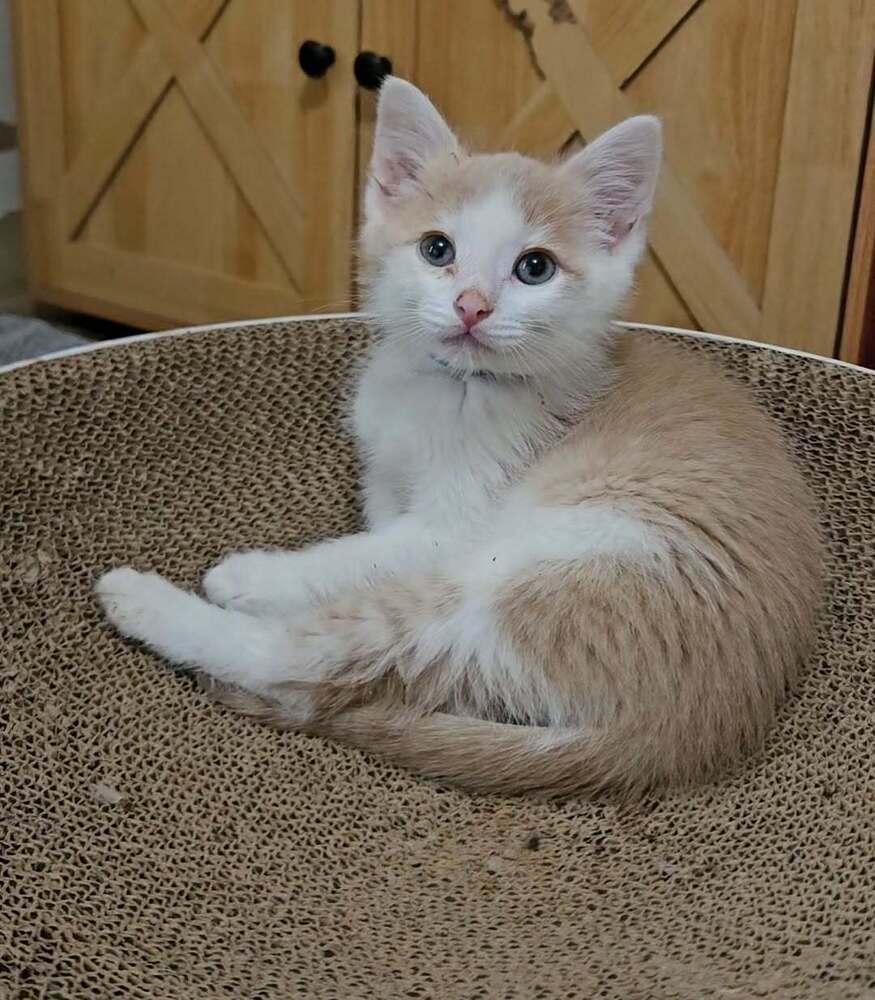 Enlarge Lewis, a ADOPTABLE Domestic Short Hair in China Township, MI image 2/5