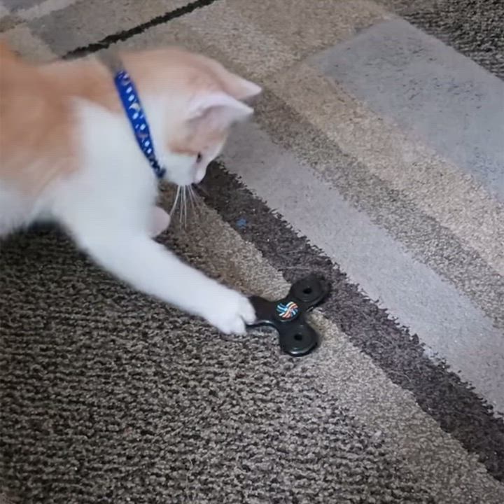 Enlarge Lewis, a ADOPTABLE Domestic Short Hair in China Township, MI video 4/5
