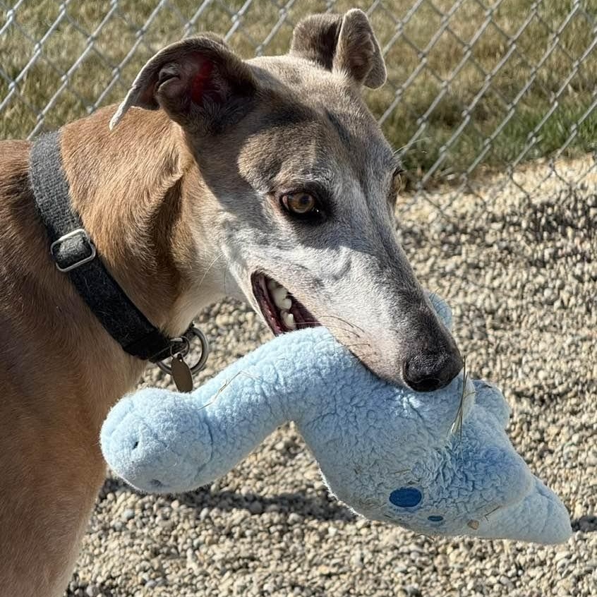 Drew, adoptable, Adult Male Greyhound & Lurcher.