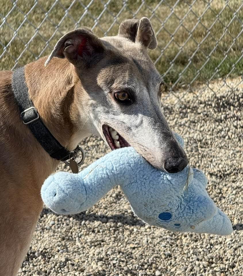 Drew, an adoptable Greyhound, Lurcher in Indianapolis, IN, 46220 | Photo Image 4
