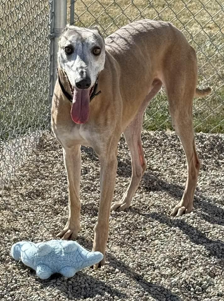 Drew, an adoptable Greyhound, Lurcher in Indianapolis, IN, 46220 | Photo Image 5