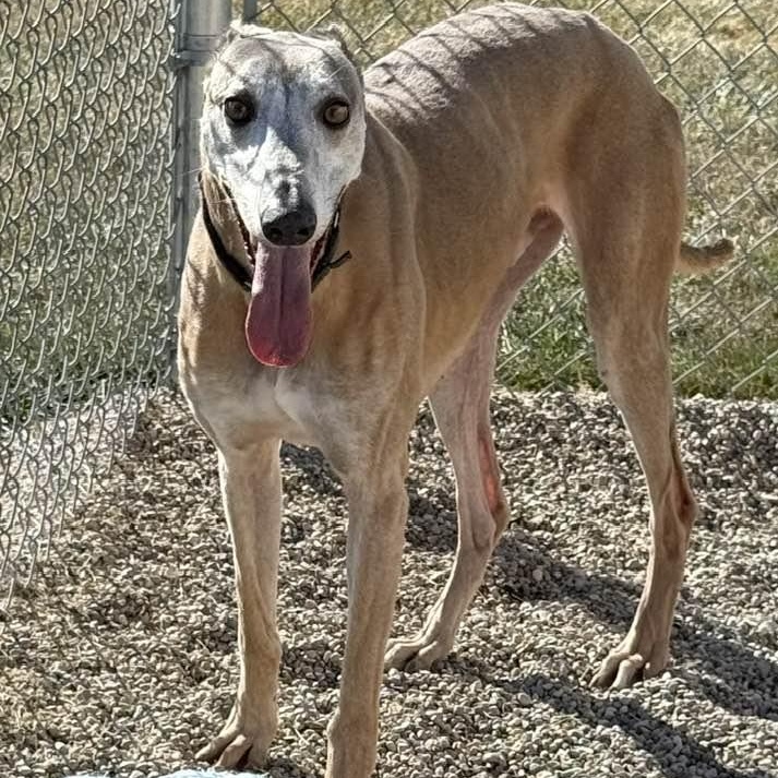 Enlarge Drew, an adoptable mixed breed in Indianapolis, IN image 6/6