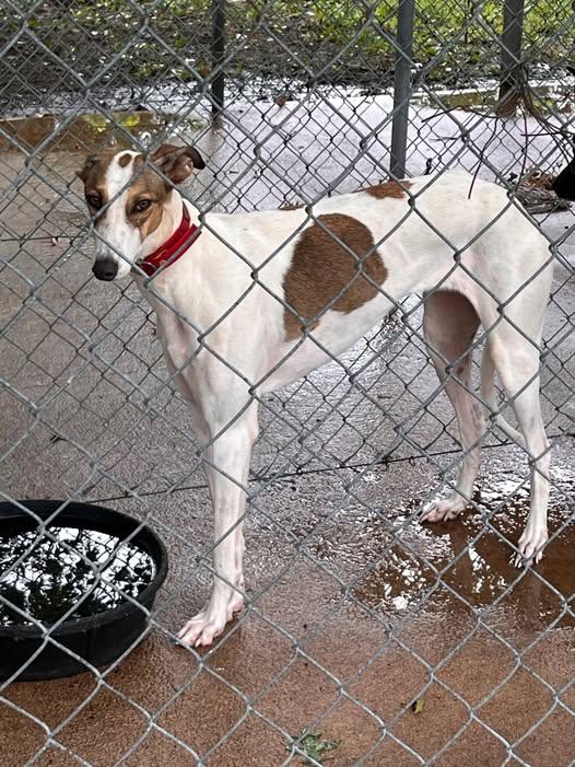 Drew, an adoptable Greyhound, Lurcher in Indianapolis, IN, 46220 | Photo Image 8