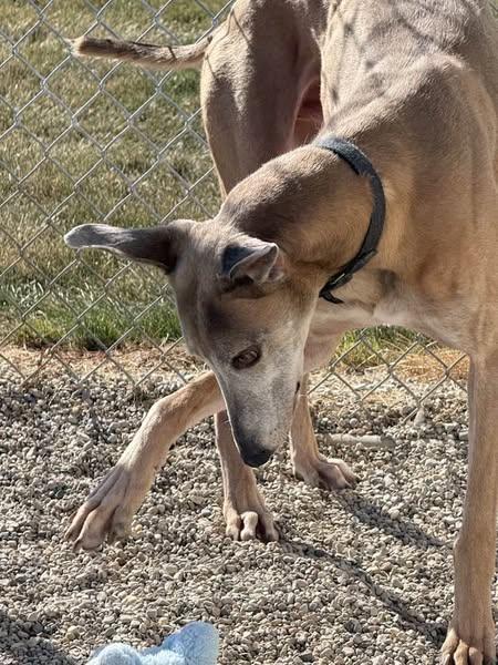 Drew, an adoptable Greyhound, Lurcher in Indianapolis, IN, 46220 | Photo Image 3