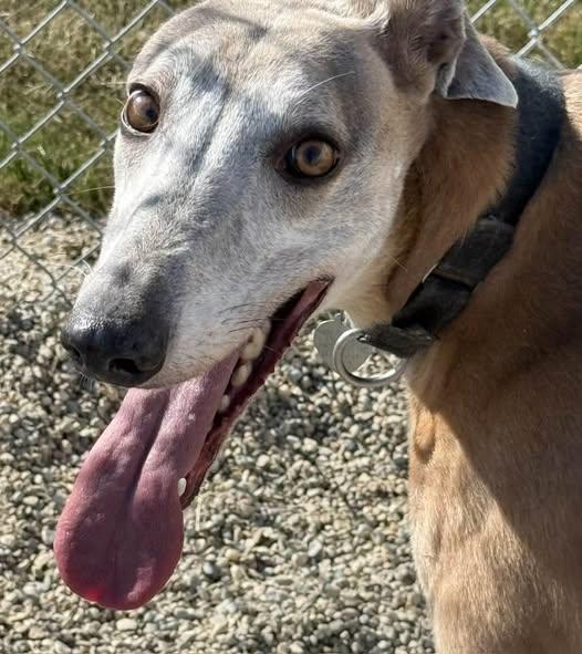 Enlarge Drew, an adoptable mixed breed in Indianapolis, IN image 2/6