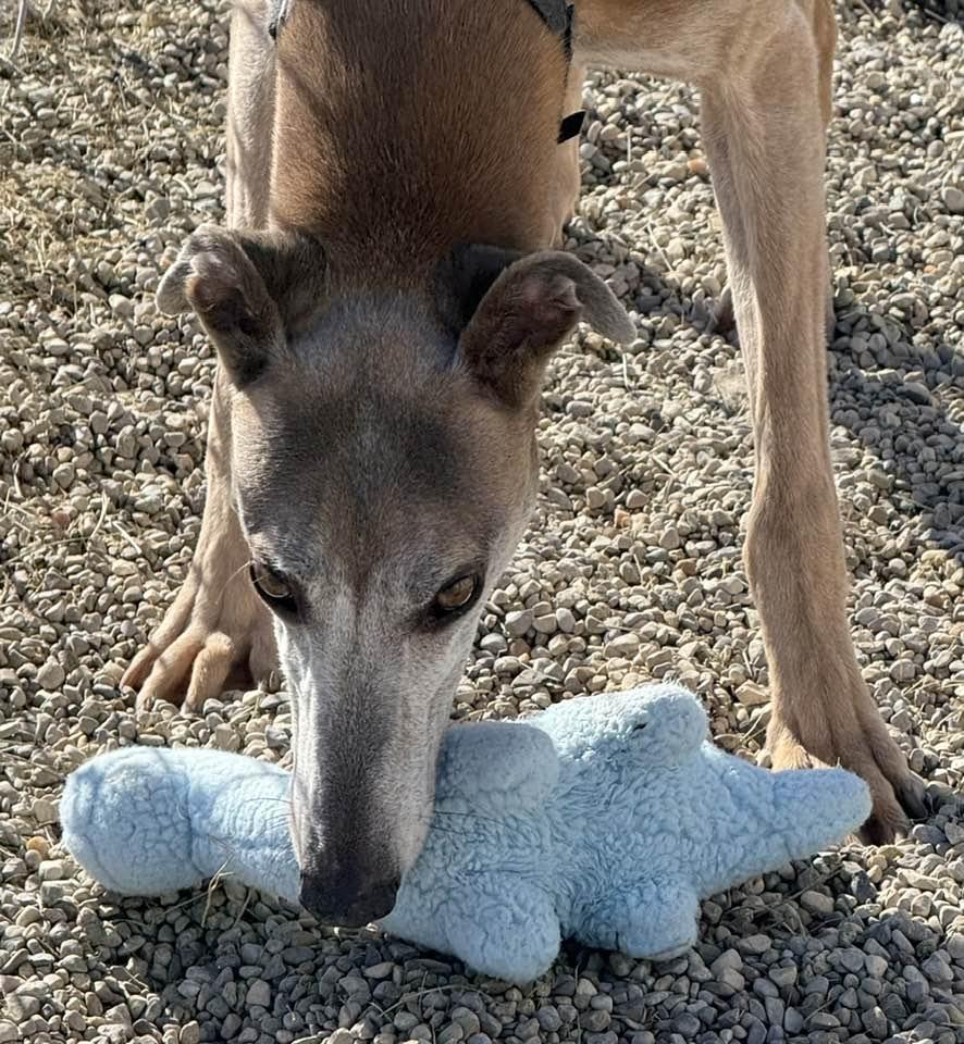 Drew, an adoptable Greyhound, Lurcher in Indianapolis, IN, 46220 | Photo Image 6