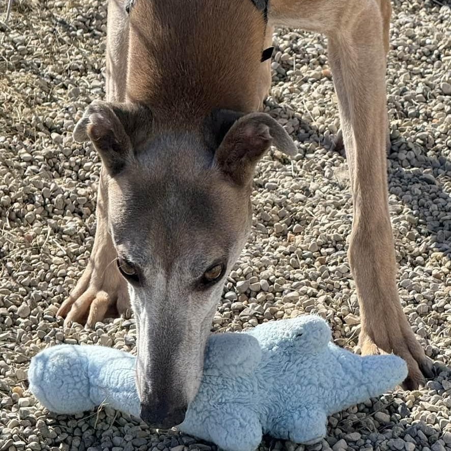 Enlarge Drew, an adoptable mixed breed in Indianapolis, IN image 5/6