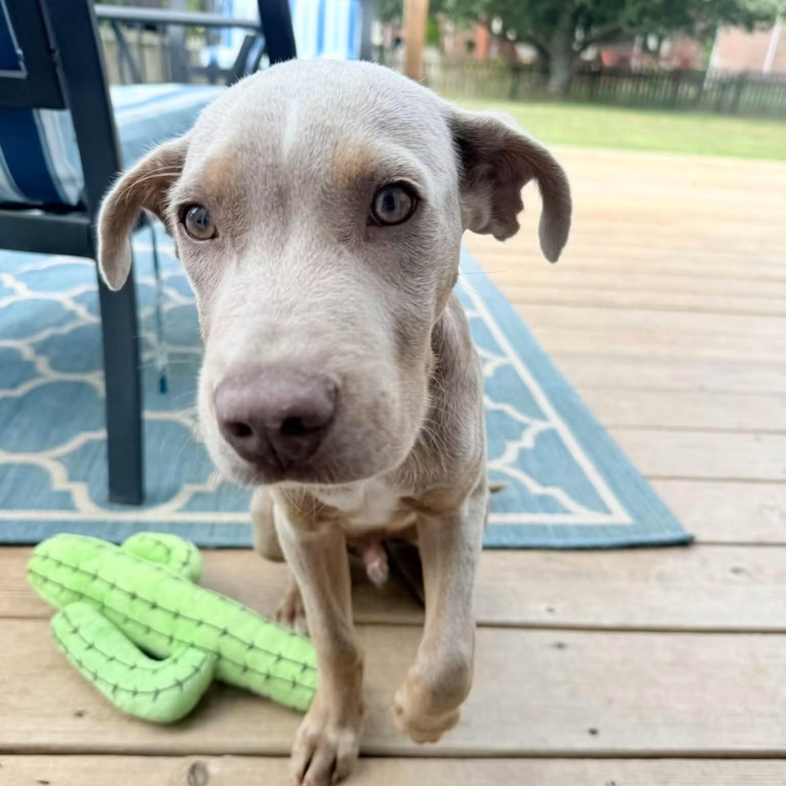 Bobby, Adopted, Young Male Labrador Retriever & Hound.
