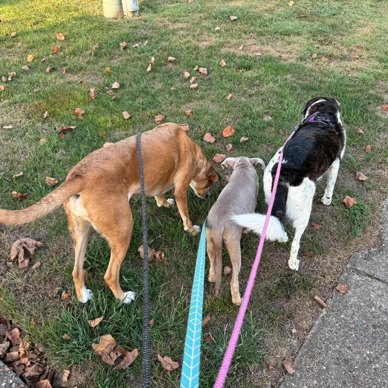 Enlarge Bobby, a Adopted mixed breed in Louisville, KY image 5/6