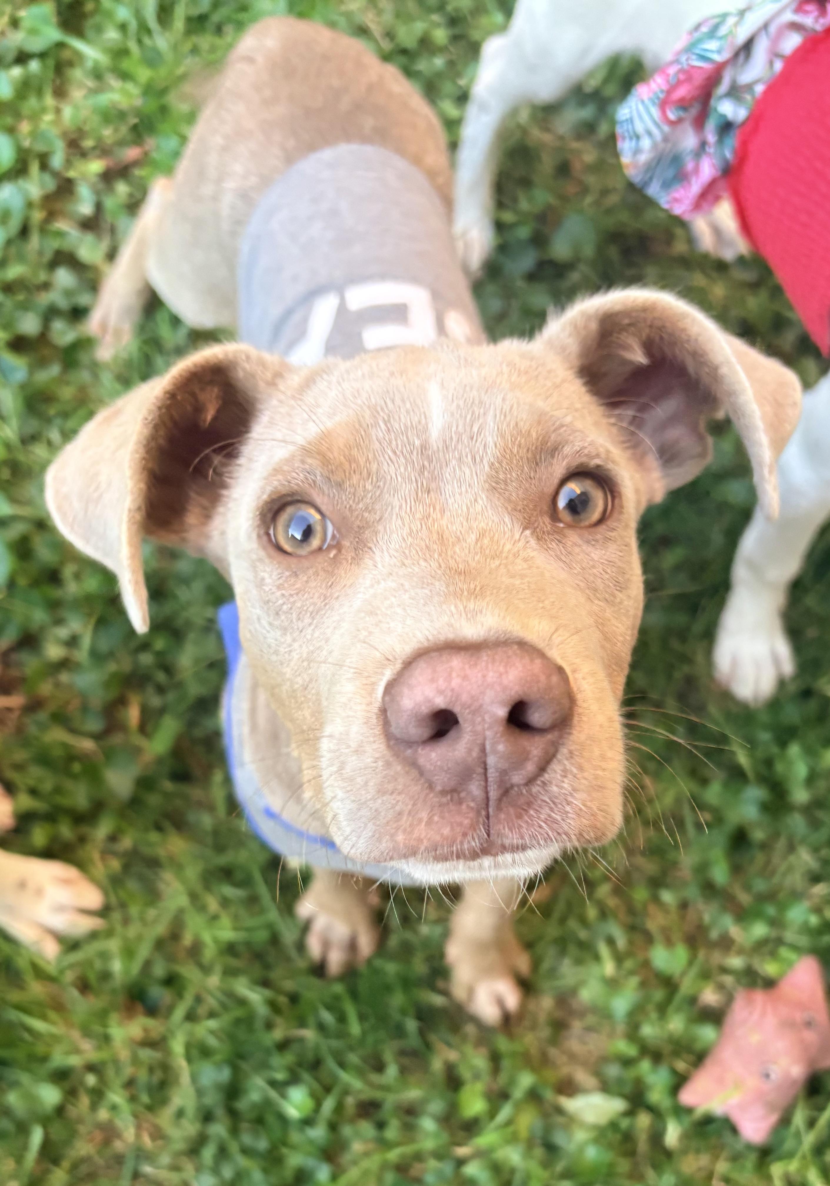 Enlarge Bobby, a Adopted mixed breed in Louisville, KY image 6/6