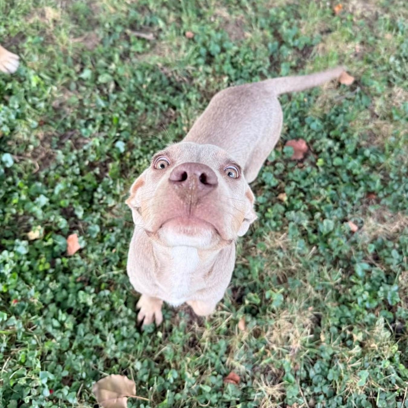 Enlarge Bobby, a Adopted mixed breed in Louisville, KY image 2/6