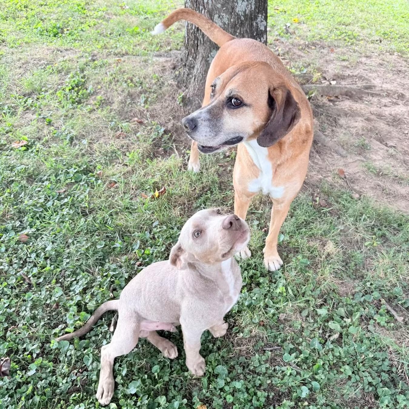 Enlarge Bobby, a Adopted mixed breed in Louisville, KY image 4/6