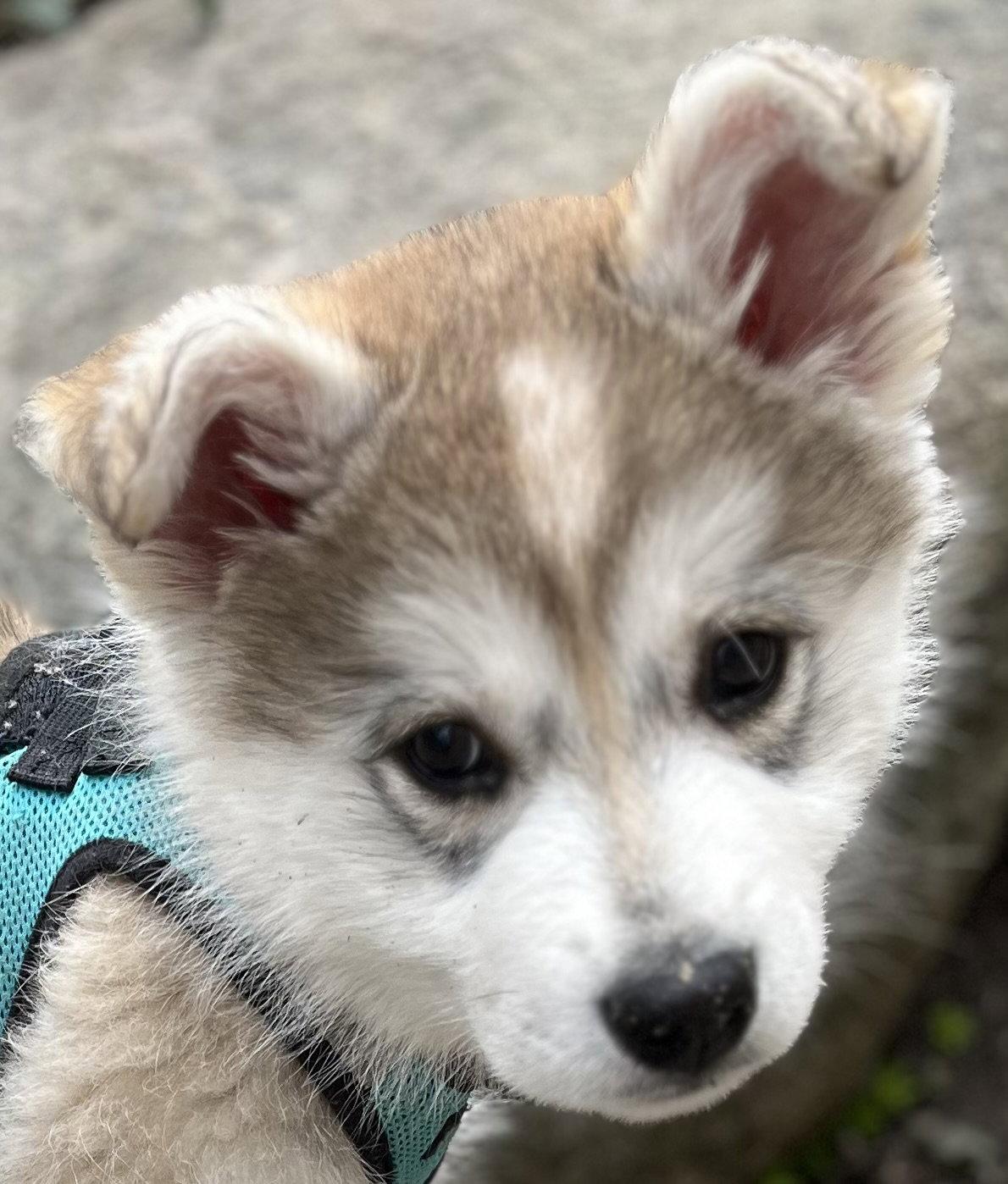 Enlarge HIPPITY, a Adoptable mixed breed in Minesing, ON image 2/3