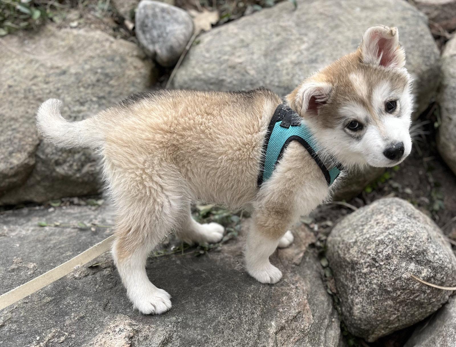 Enlarge HIPPITY, a Adoptable mixed breed in Minesing, ON image 3/3