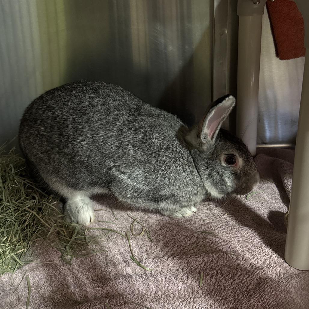 Peanut, Adoptable, Young Female Chinchilla.