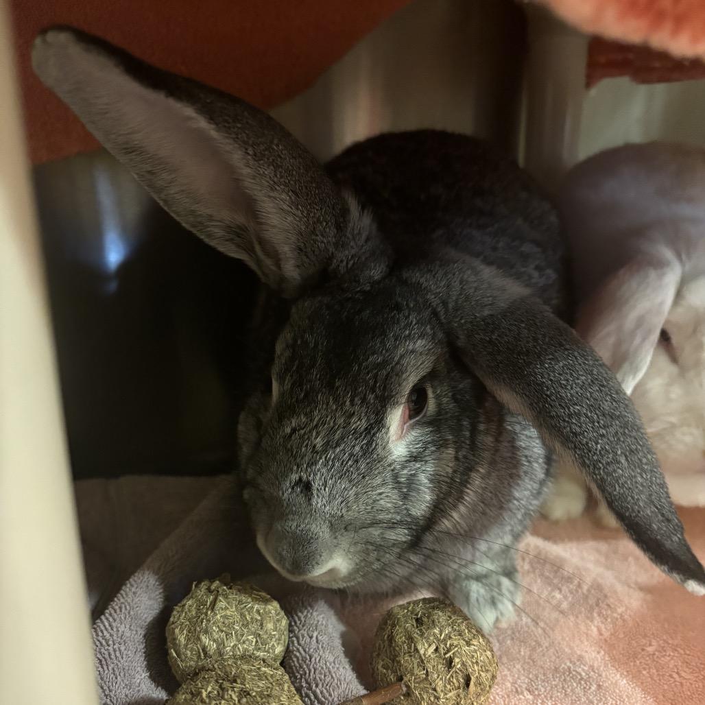 Enlarge Peanut, a Adoptable Chinchilla in Council Bluffs, IA image 2/2