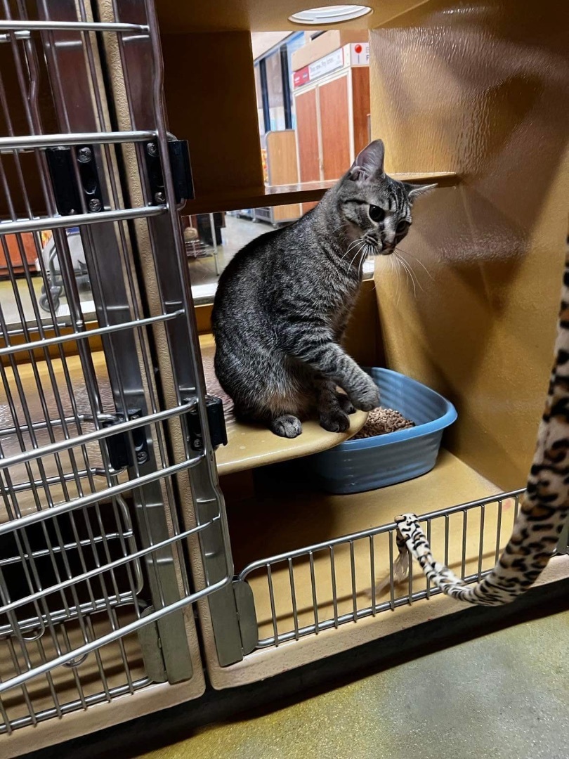 Huey, a Adopted Tabby in Nags Head, NC image 1/6