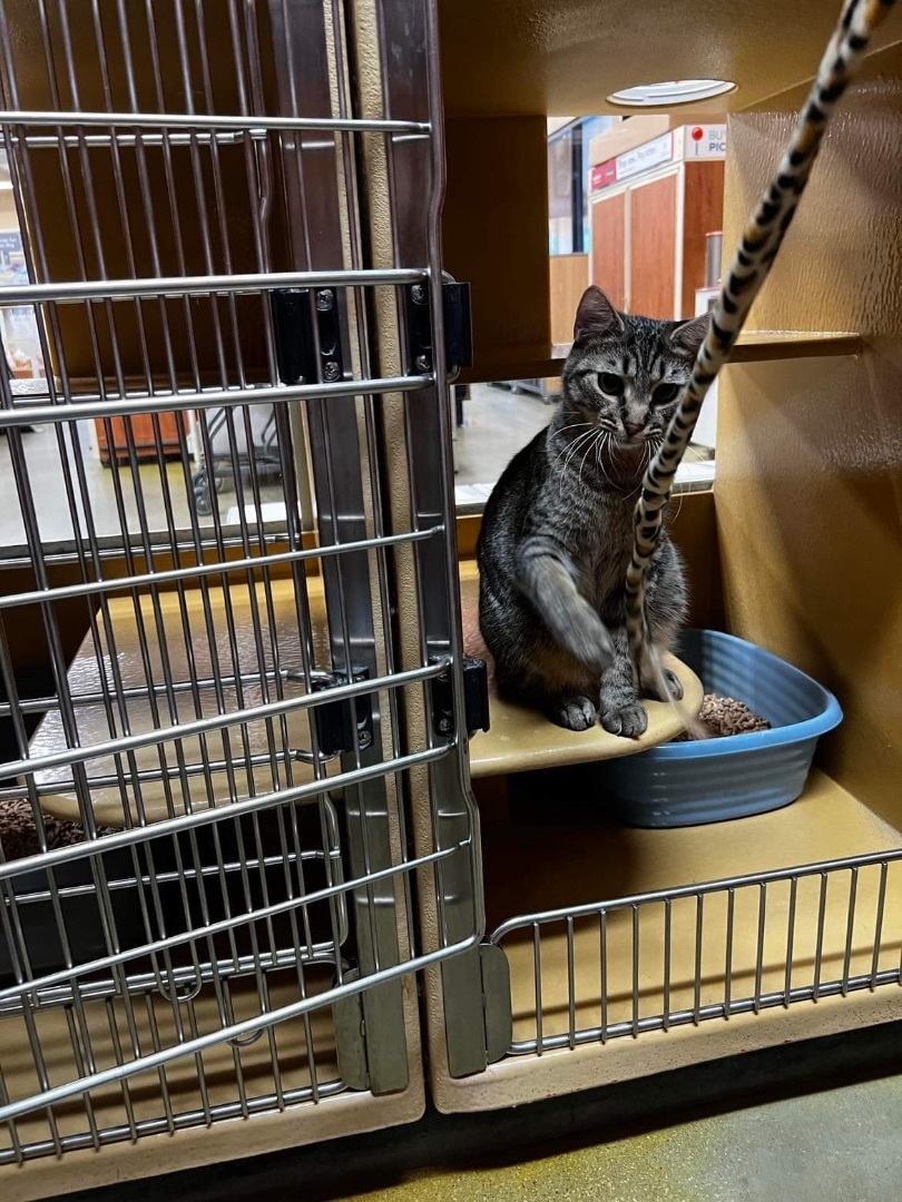 Huey, a Adopted Tabby in Nags Head, NC image 2/6