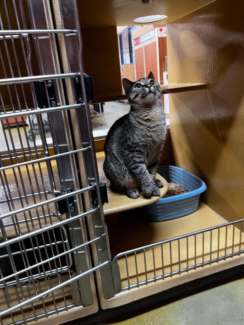 Huey, a Adopted Tabby in Nags Head, NC image 3/6