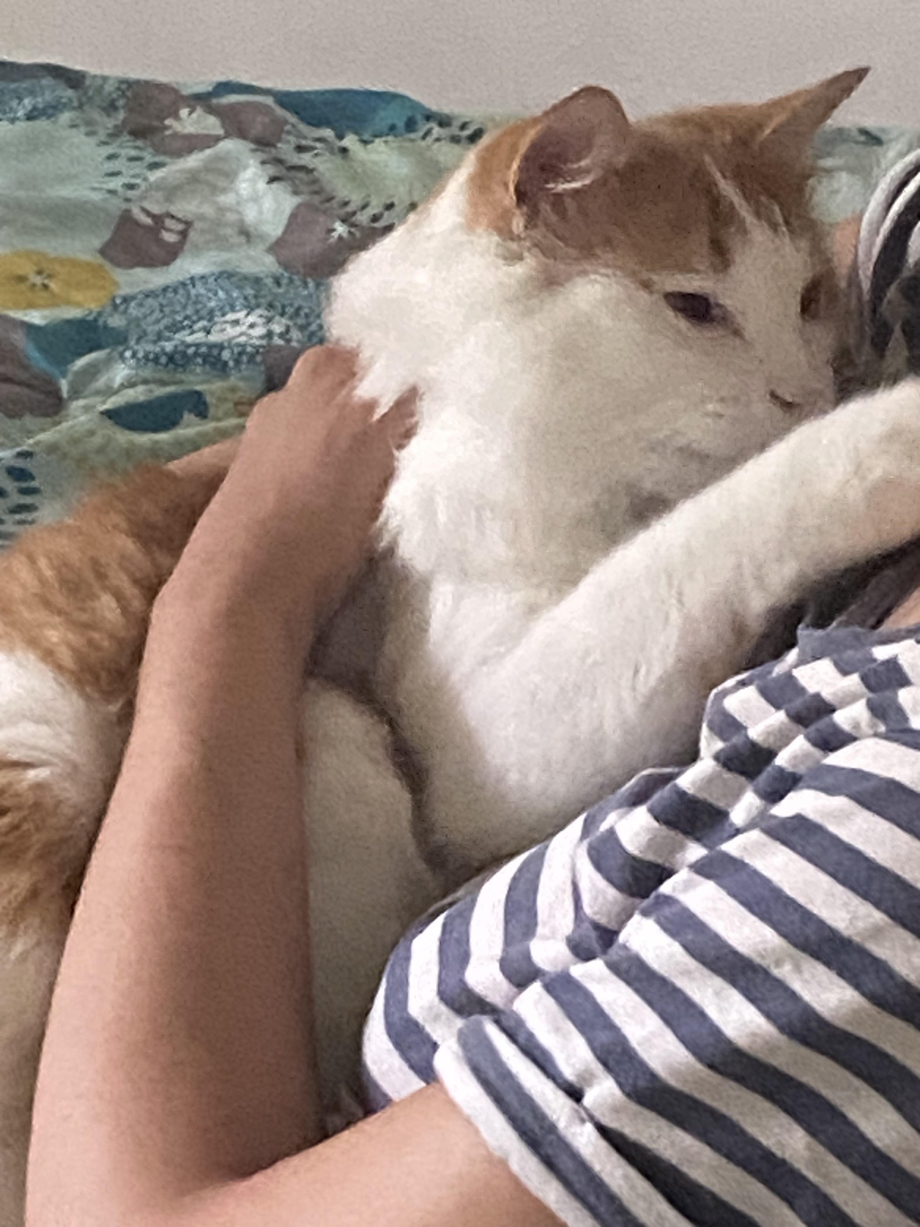 Enlarge Mouse, an adoptable Domestic Medium Hair in Nashville, TN image 4/6