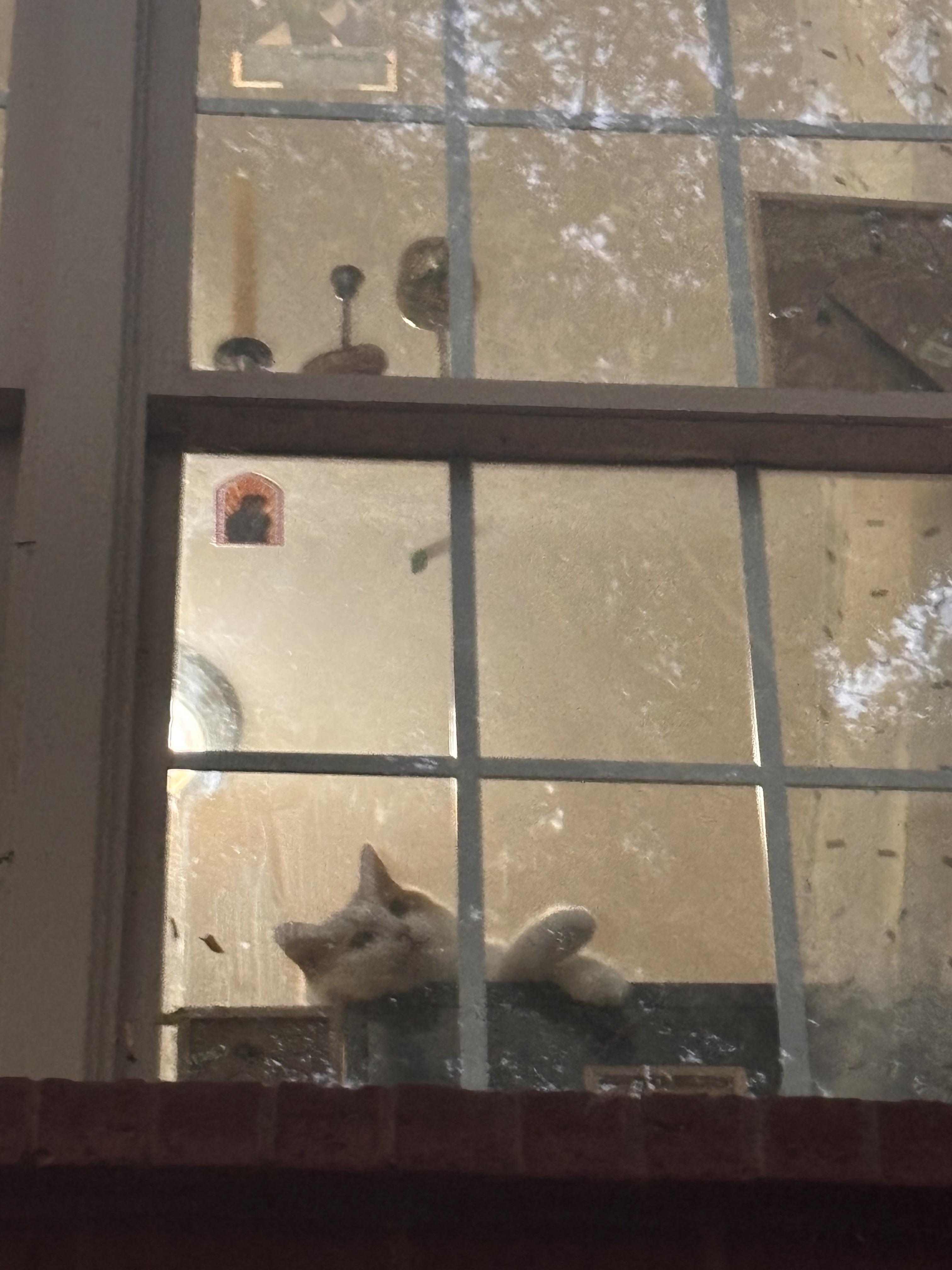 Enlarge Mouse, an adoptable Domestic Medium Hair in Nashville, TN image 5/6