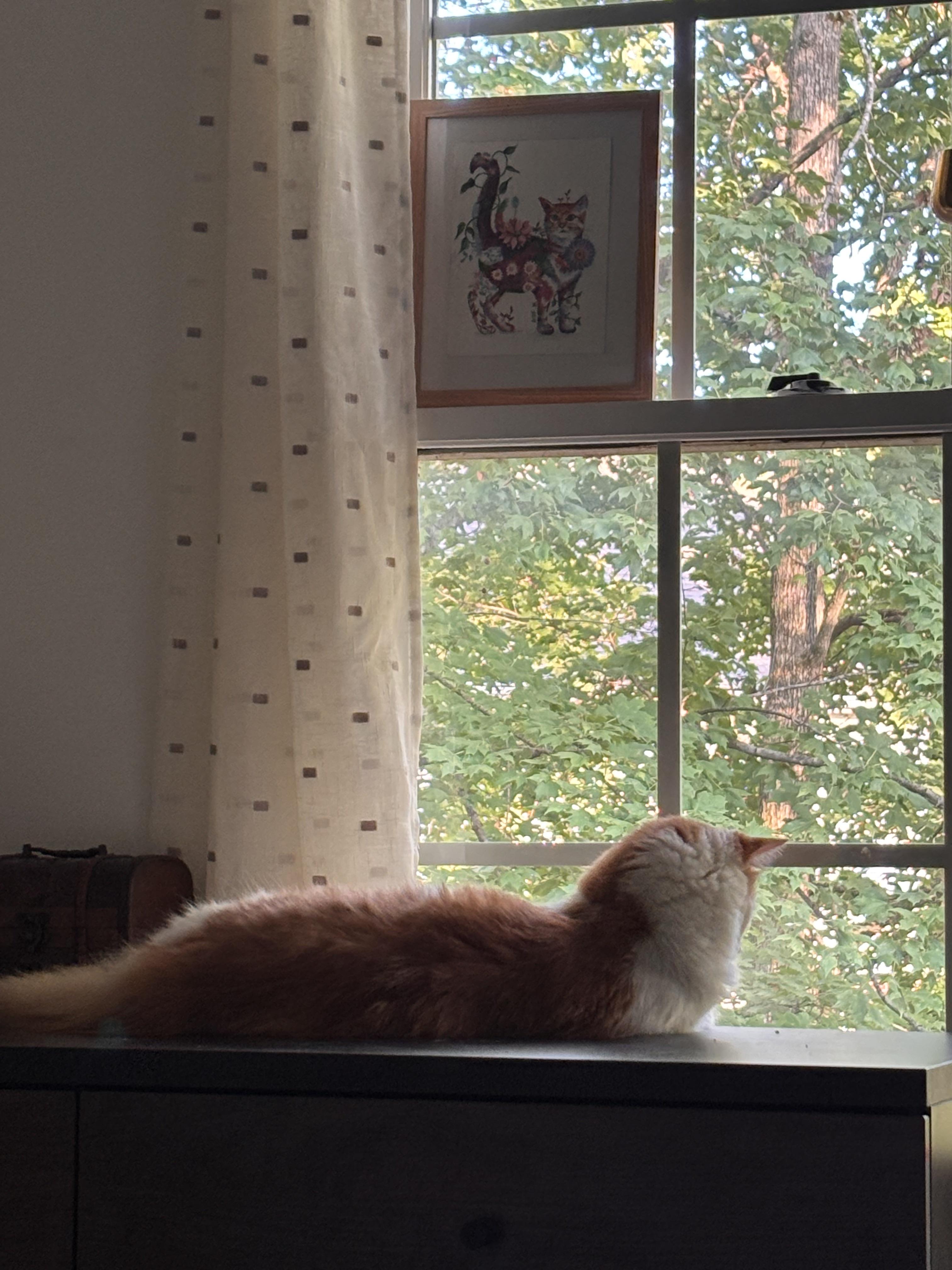 Enlarge Mouse, an adoptable Domestic Medium Hair in Nashville, TN image 6/6