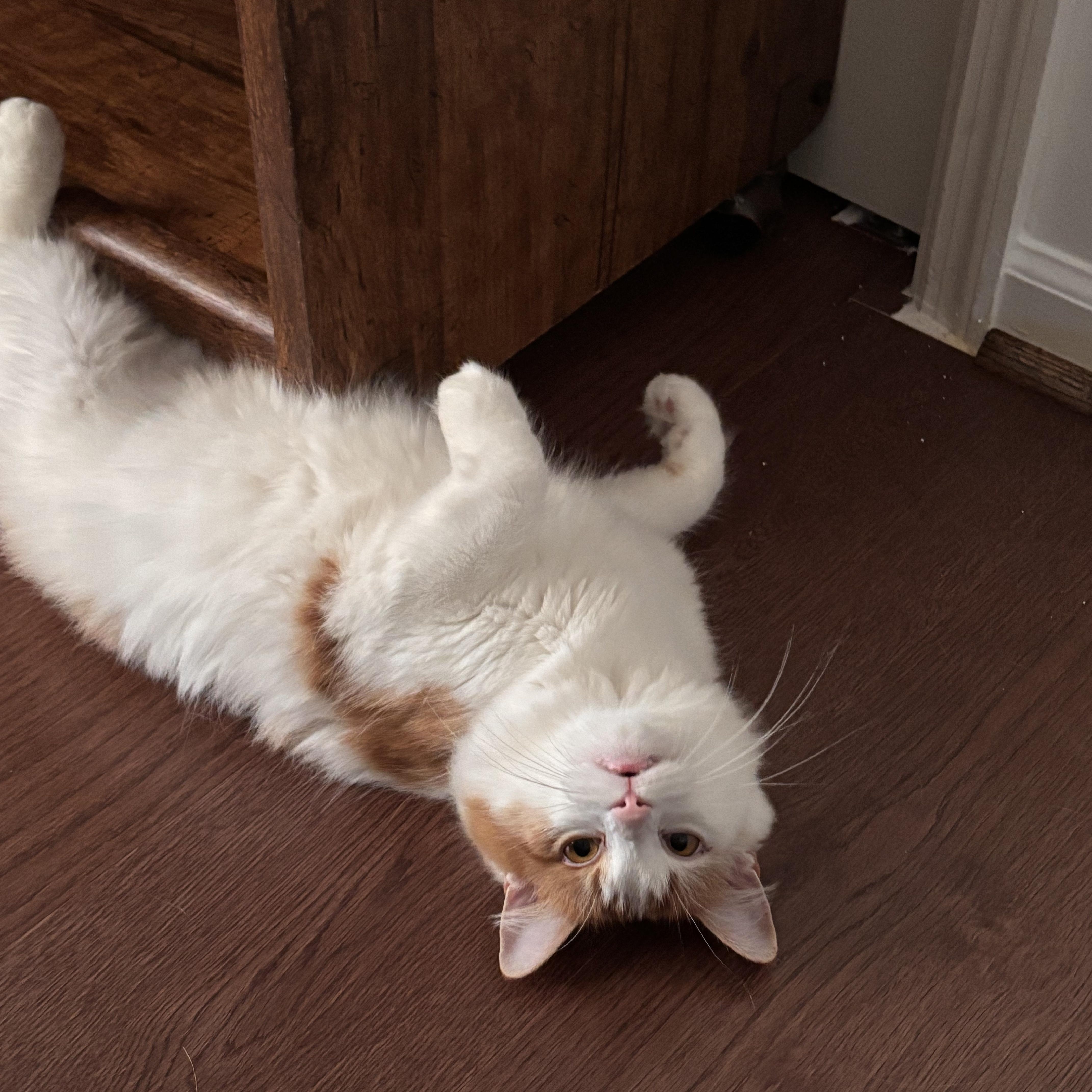 Enlarge Mouse, an adoptable Domestic Medium Hair in Nashville, TN image 3/6