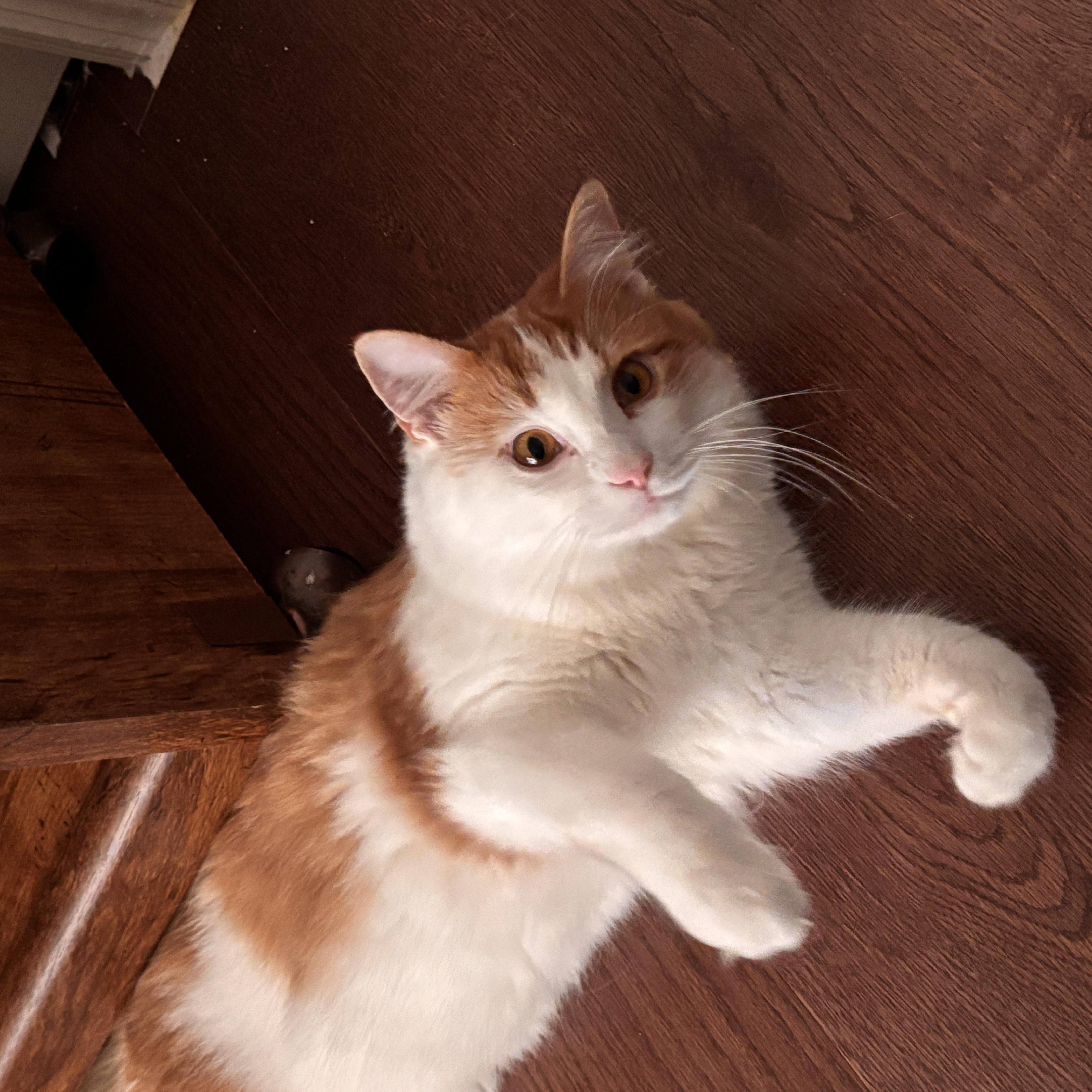 Enlarge Mouse, an adoptable Domestic Medium Hair in Nashville, TN image 2/6